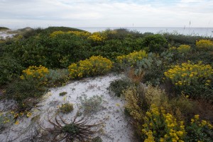 Woody goldenrod blooms along the dunes at Deer Lake State Park in the Florida panhandle. The area is part of the Coastal Barrier Resources System.